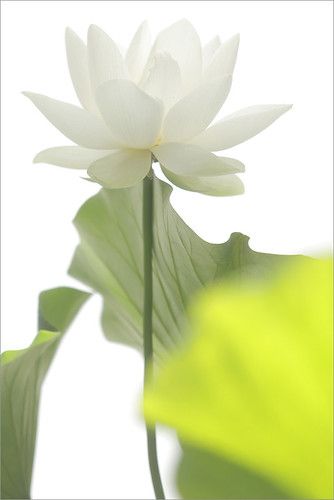 Tinh dầu hoa sen trắng _ White lotus 15ml