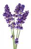 tinh-dau-hoa-oai-huong-lavender-10ml - ảnh nhỏ  1