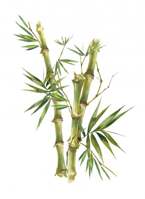 Tinh dầu tre xanh - Bamboo tree 15ml